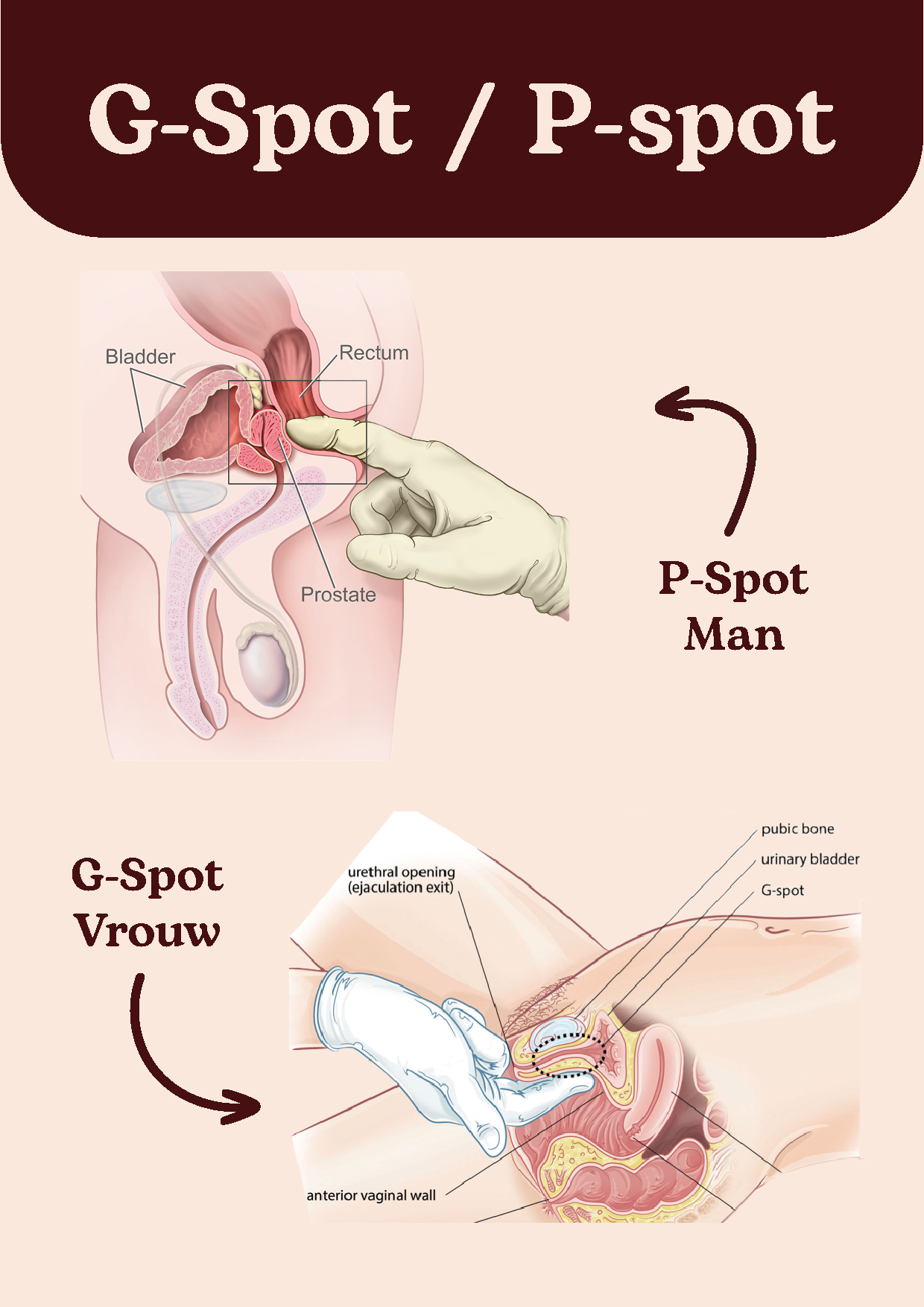 A4-2023-GSPOT A4 G-spot 2023
